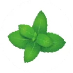 MIAMI MINT