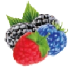 HUCKLE BERRY